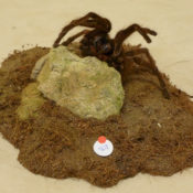 Tarantula 2011