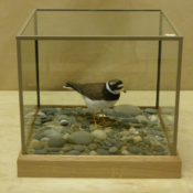 Ringed Plover 2011