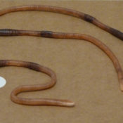 Worm Cast by Drew Bain 2011