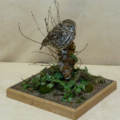 Little Owl 2011
