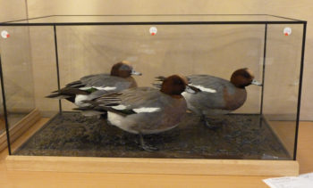 Wigeon by Barry Wilson 2011