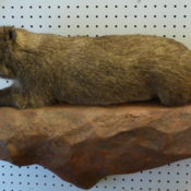 Rock Hyrax by Will Matthews 2011