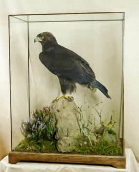 Golden Eagle by Mike Gadd 2010