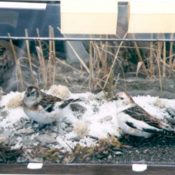 Snow Buntings by Jack Fishwick 1999