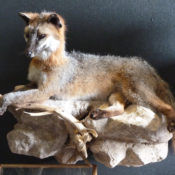 Grey Fox by Steve Newcombe 2012