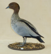 Maned Duck by Steve Toher 2012