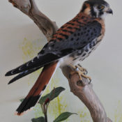 American Kestrel by Mike Gadd 2008