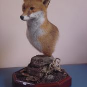 Fox by Carl Church 2001