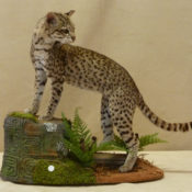 Geoffroy's Cat by Dave Hollingworth 2011