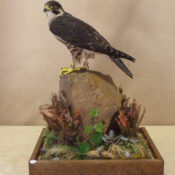 Peregrine 2011