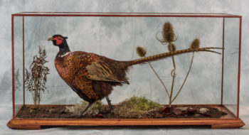 Ring-necked Pheasant by Stephen McIntyre 2017