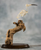 Hoopoe by Arran Woodford 2017