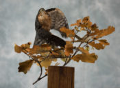 Male Sparrowhawk by Nigel Barton 2017