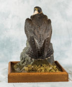 Female Peregrine by Nigel Barton 2017