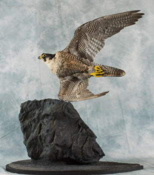 Peregrine by Nigel Barton 2017