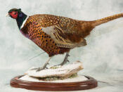 Ring-necked Pheasant by Donal Mulcahy 2017