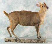 Muntjac by David Hollingworth 2017