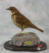 Song Thrush by Donal Mulcahy 2017