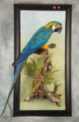 Blue & Gold Macaw by Colin Scott 2017
