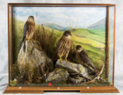 Merlins by Peter Scott 2017