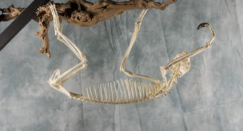 Two-toed Sloth by Arran Woodford 2017