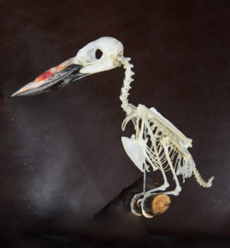 Blue-breasted Kingfisher by Enea Leonardo Conte 2017