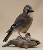 Jay by Sarah Keen 2019