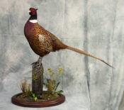 Ring-necked Pheasant by Donal Mulcahy 2019