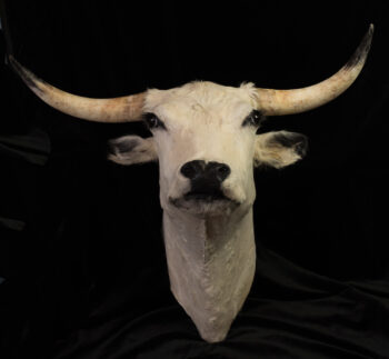 White Park Cow by Rebecca Dick 2019