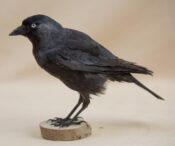 Jackdaw by Becky Dick 2019