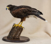 Harris Hawk by Stephen McIntyre 2019