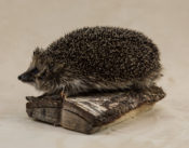 Hedgehog by Chris Voisey 2019