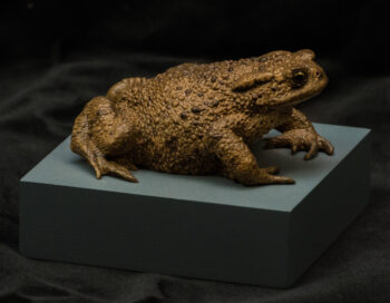 Toad by James Dickinson 2019