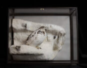 Ptarmigan by Colin Scott 2019