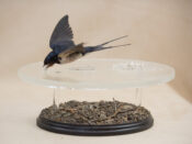 Swallow by Colin Scott 2019