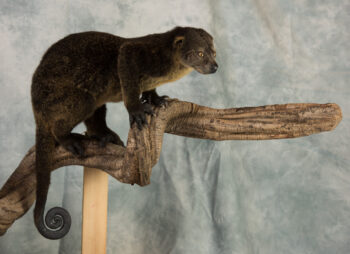 Bear Cuscus by Derek Frampton 2019