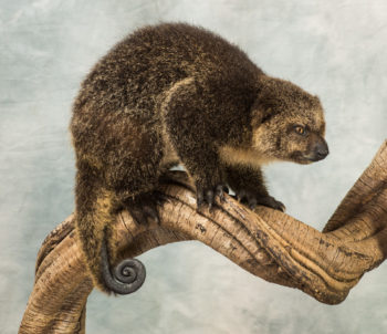 Immature Bear Cuscus by Derek Frampton 2019