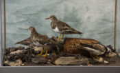Turnstones & Purple Sandpiper by Jack Fishwick 2019