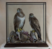 Buzzards by Peter Scott 2019
