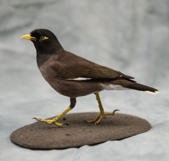 Myna by Jack Fishwick 2019