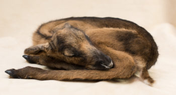 Reindeer Calf by Andrea Probert 2019