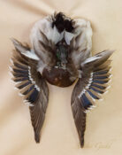 Mallard Drake by Clare Foster 2016