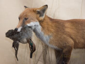 Fox with Teal by Michael Dunne 2016