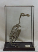 Great Auk by Luke Williams 2016