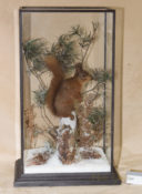 Red Squirrel by Colin Scott 2016