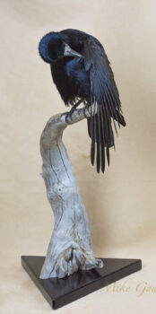 Rook by Sandi Miranski 2016