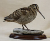 Woodcock by Will Hales 2016