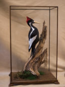 Ivory-billed Woodpecker by Derek Frampton 2016