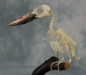 Blue-breasted Kingfisher by Enea Leonardo Conte 2017