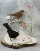 Song Thrush & Blackbird by Donal Mulcahy 2018